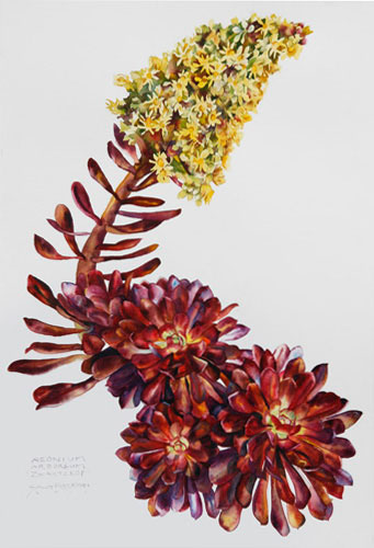 Aeonium arboreum 'Zwaartzkop'  succulent watercolor