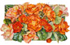 August GLory rose watercolor
