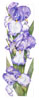 Watercolor of Bearded Iris