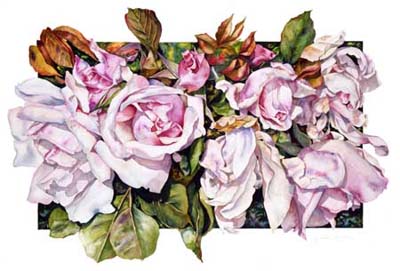 Botanical Rose print of Belle of Portugal Rose by Sally Robertson