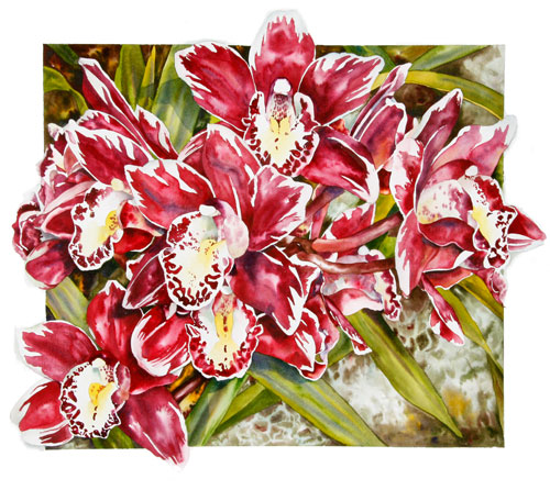 Cymbidium Winter Fire 'Splash'