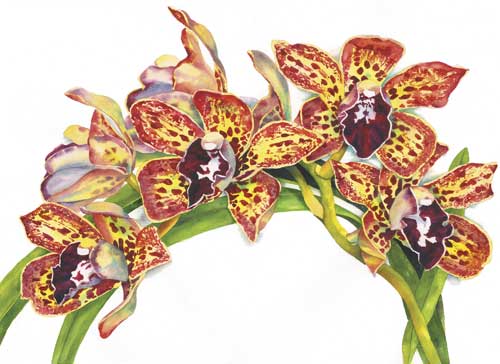 Cymbidium Pinata watercolor