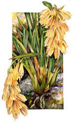 Cymbidium elegans print