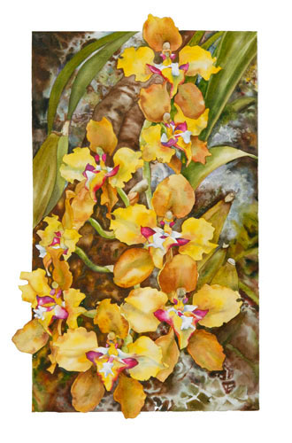Cyrtochilum macranthum orchid watercolor