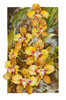Cyrtochilum Macranthum