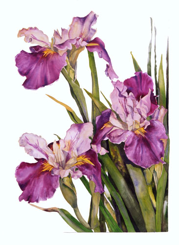 Louisiana Iris watercolor
