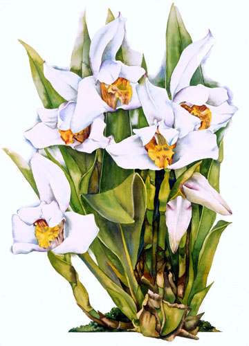 Maxcillaria Grandiflora Orchid watercolor