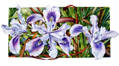 Pacific Coast Iris watercolor