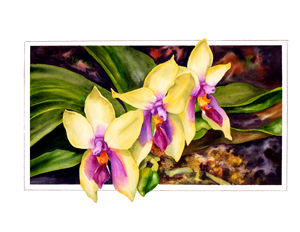 Phalaenopsis Print