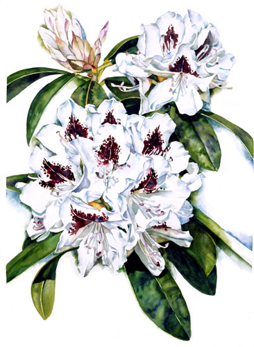 Rhododendron Bluenique watercolor