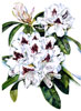 Rhododendron BLuenique watercolor