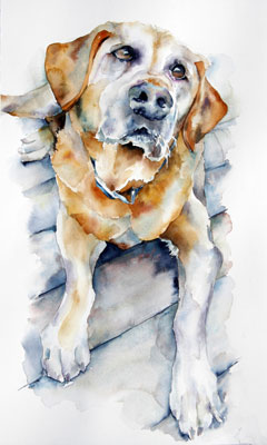 Rhum, Yellow Lab, dog watercolor