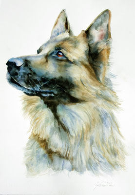 Watercolor of Rocky, German Shepherd