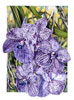 Vanda Motes Indigo