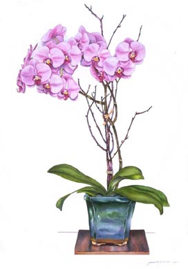 Moth Orchid Still Life