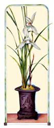 Chinese Cymbidium Print