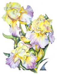 Bearded Iris Print