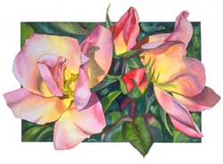 Botanical Rose Print of Maytime Rose by Sally Robertson