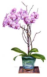 Moth Orchid watercolor by Sally Robertson