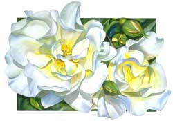 Sally Robertson Botanical Print of Windrush Rose
