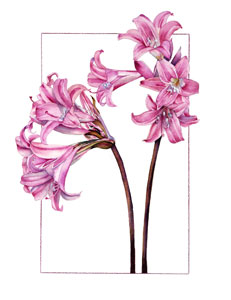 Amaryllis Belladonna Print