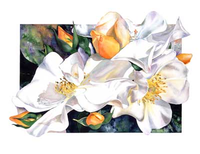 Sally Robertson BOtanical Print of Sally Holmes Rose