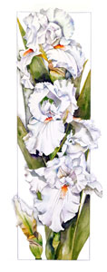 Bearded_Iris_alba