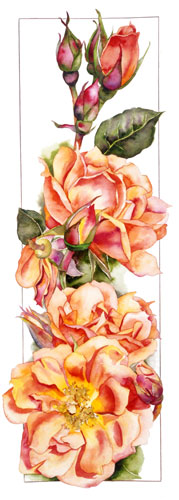 Botanical P_rint of Bridge of Sighs Rose by Sally Robertson