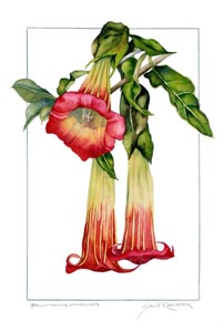Brugmansia Print