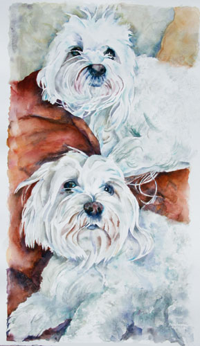 Watercolor of Maltese 