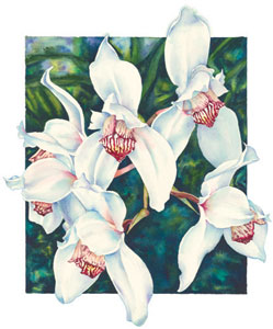 CYmbidium er