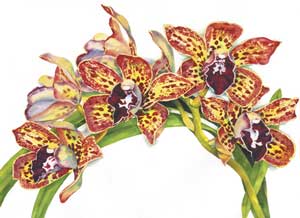 Cymbidium Pinata