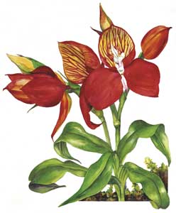 Disa Uniforma Print