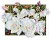 Iceberg Roses II watercolor by Sally Robertson