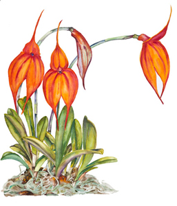 Masdevallia veitchiana orchid prnt
