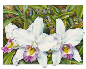 Laelia anceps veithciana