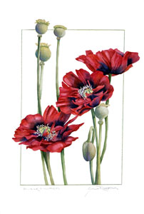 Red Poppy Print