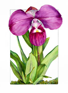 Phragmipedium kovachii watercolor by Sally Robertson