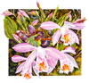 Pleione formosiana watercolor by SALLY ROBERTSON