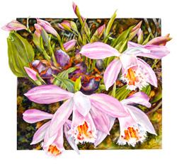 Pleione Formosana orchid print