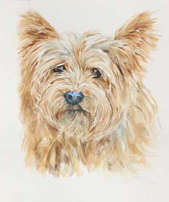 Sadie, Norwich errier Watercolor by Sally Robertson