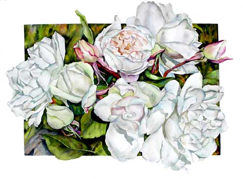Watercolor by Sally Robertson of Rose Mme Alfred Carriere
