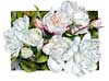 MmeAlfred Carriere rose watercolor by sally Robertson