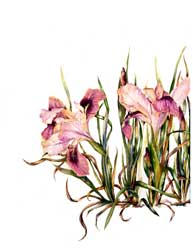 Iris Print