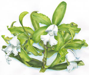 Cattleya leopoldii alba