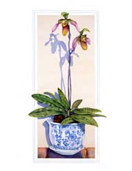 Paphiopedilum Orchid Print
