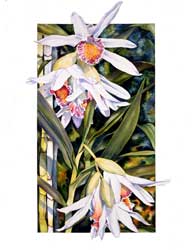 Thunia Orchid Print