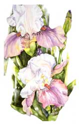 Bearded Iris Print