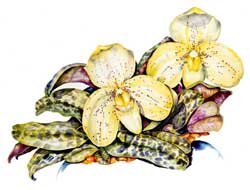 LC ausermann's Sultan orchid print