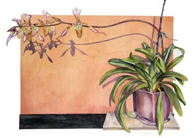 Paphiopedilum Orchid Print